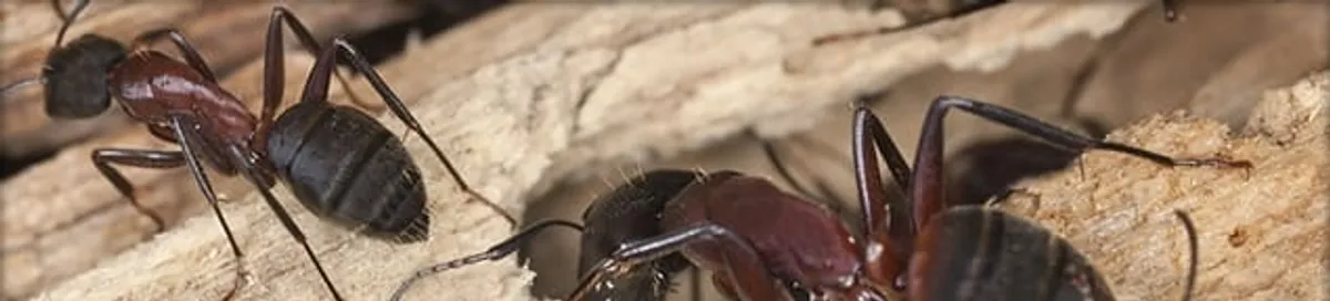 Close-up of ants on wood showing an active ant infestation in Fresno, CA