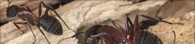 Close-up of ants on wood showing an active ant infestation in Fresno, CA
