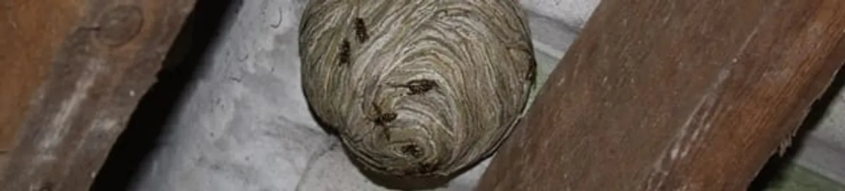 Wasp nest in an attic space, a common home infestation risk in Fresno, CA