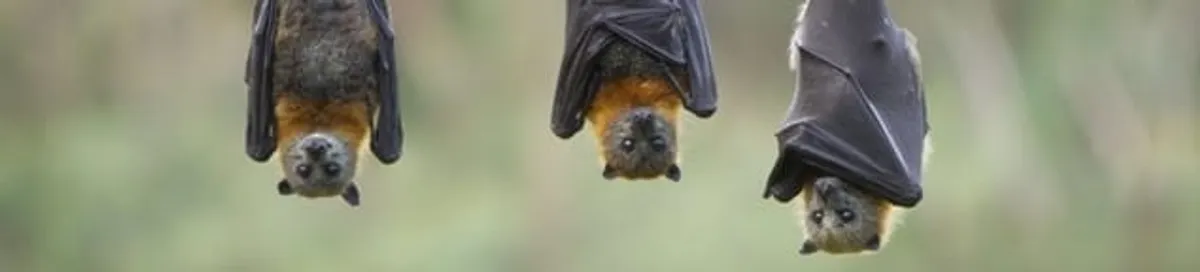 Bats roosting together, a common sign of a bat infestation in Fresno, CA