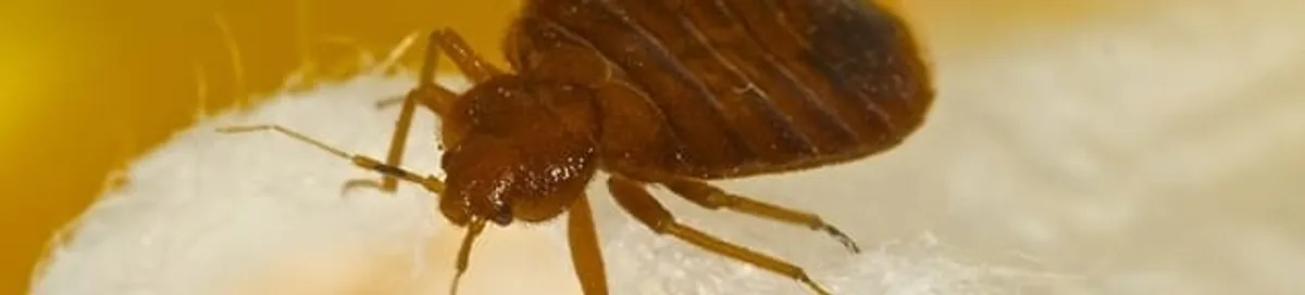 Close-up of a bed bug, a sign of an active infestation in Fresno, CA