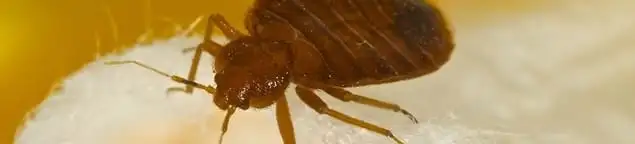 Close-up of a bed bug, a sign of an active infestation in Fresno, CA