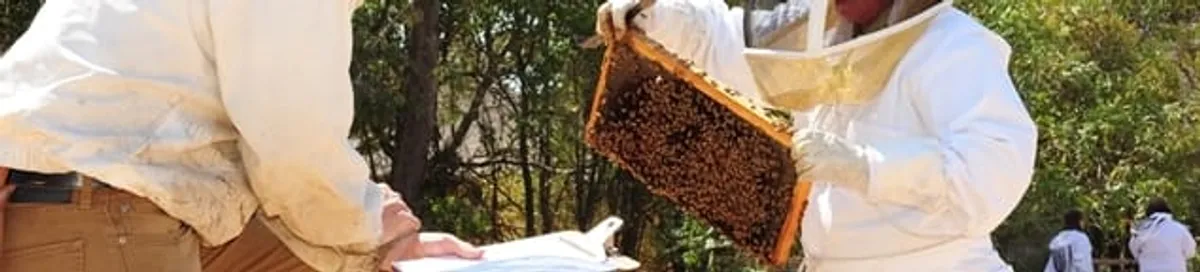 Bee removal specialists relocating a hive and honeycomb safely in Fresno, CA
