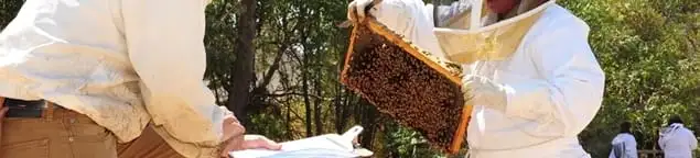 Bee removal specialists relocating a hive and honeycomb safely in Fresno, CA