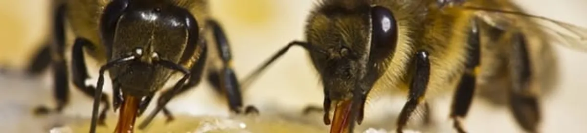 Close-up of honey bees, a sign of a nearby hive in Fresno, CA