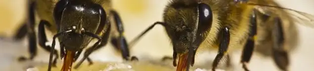 Close-up of honey bees, a sign of a nearby hive in Fresno, CA