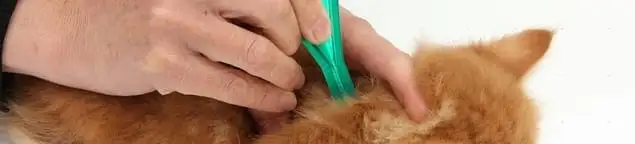 Flea treatment for pets using a flea comb, a sign of flea problems in Fresno, CA