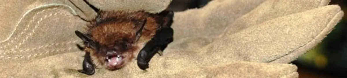 Bat removal specialist holding a bat safely during humane exclusion in Fresno, CA