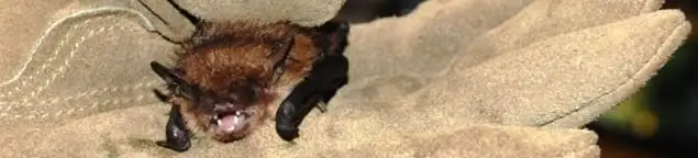 Bat removal specialist holding a bat safely during humane exclusion in Fresno, CA