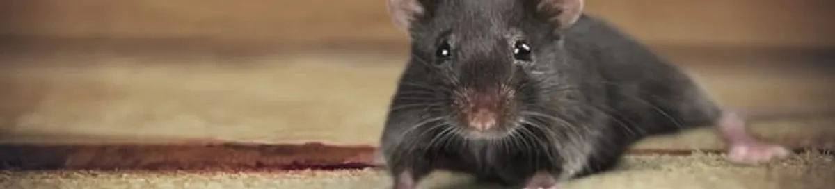 Mouse indoors, a common sign of a rodent infestation in Fresno, CA