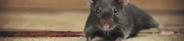 Mouse indoors, a common sign of a rodent infestation in Fresno, CA