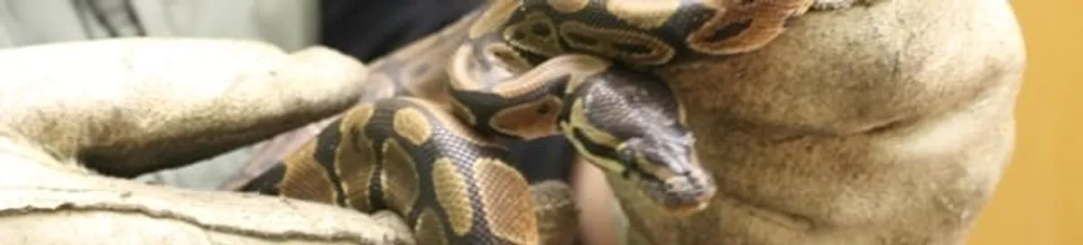 Snake removal specialist safely handling a snake with protective gloves in Fresno, CA