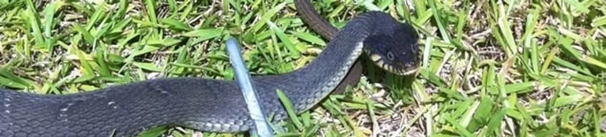 Snake in a yard, a common sign of a snake problem near a home in Fresno, CA