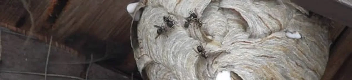 Close-up of a wasp nest with active wasps, a sign of an infestation in Fresno, CA