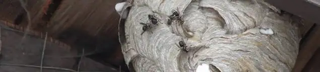 Close-up of a wasp nest with active wasps, a sign of an infestation in Fresno, CA